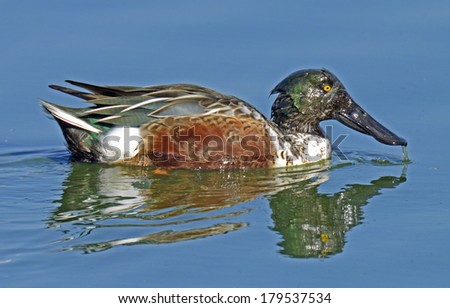 Northern Shoveler Drake Duck Swimming With Green Pond Slime on Head