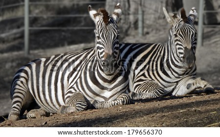 Two Zebras Laying Side By Side