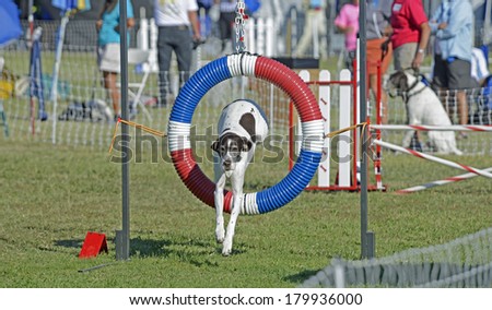 English Pointer Dog Jumping Through Obstacle on Agility Course