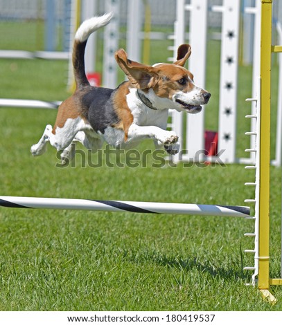 Beagle Dog Jumping Fence With Tail Up