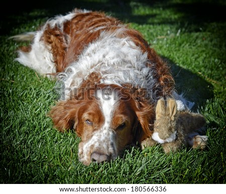 Welsh Springer Spaniel Dog With Plush Bunny Rabbit