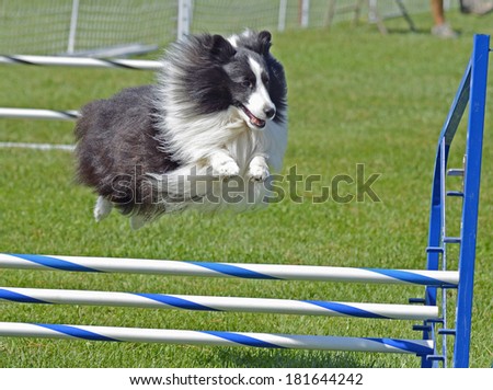 Sheltie Dog Jumping Over Agility Fence