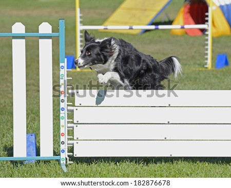 Border Collie Dog Jumping Agility Fence