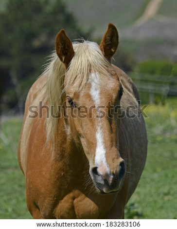 Palomino Horse Facing Forward Head and Shoulders