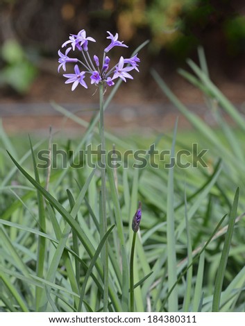 Lavender Society Garlic Flowers and Bud with Leaves