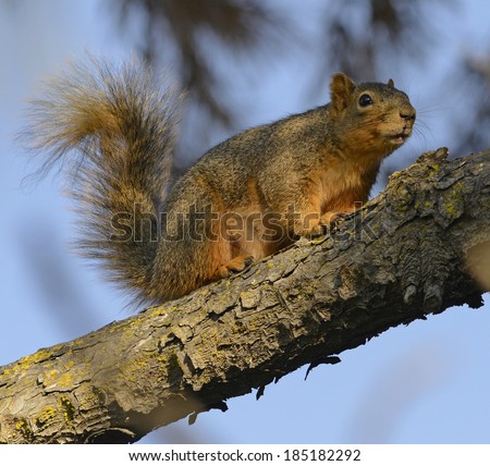 Tree Squirrel Standing On Pine Tree Branch