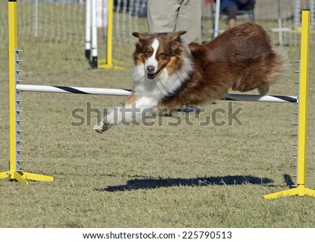Australian Shepherd Dog Jumping Obstacle