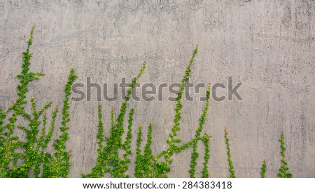 Cement Background with climber plants