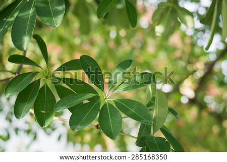 Green long leaves on the tree with blur background