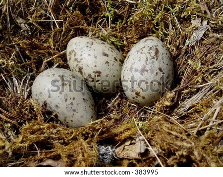 Seagull Egg