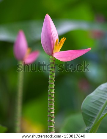 Small banana flower pointing up to the sky, and banana leaves as a backdrop.