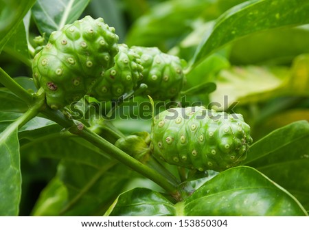 Morinda is a genus of flowering plants in the madder family,noni.