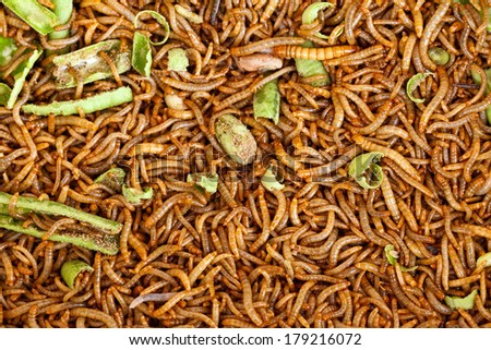 A scatter of mealworm larvae, used for feeding birds, reptiles or fish.