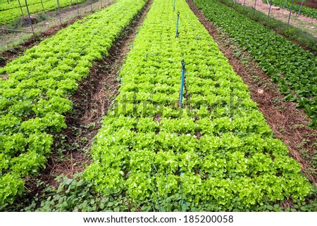 Hydroponics Vegetable ,the nutrition in the future,Organic vegetables.