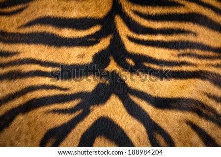 close up tiger skin texture