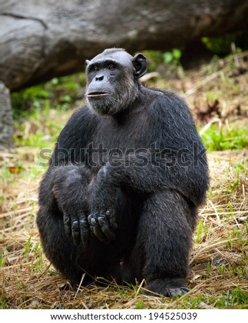 Common Chimpanzee sitting next  in the Zoo