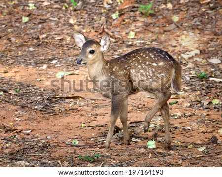 baby deer cute