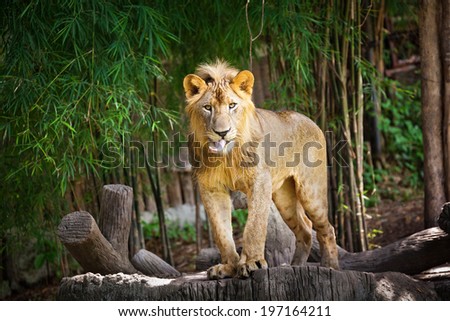 Big lion standing . Landscape with characteristic trees on the plain in the background