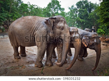 three elephant cute