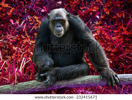 Common Chimpanzee sitting next in the Zoo