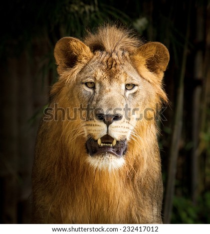 Big lion face portrait .