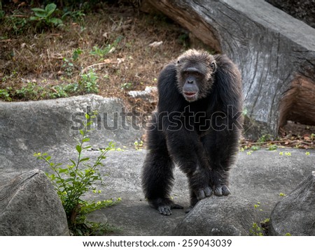 Common Chimpanzee  in the Zoo