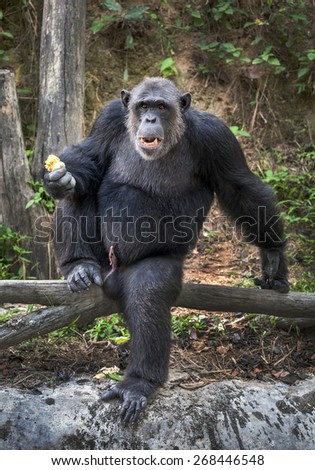 Chimpanzee in the Zoo