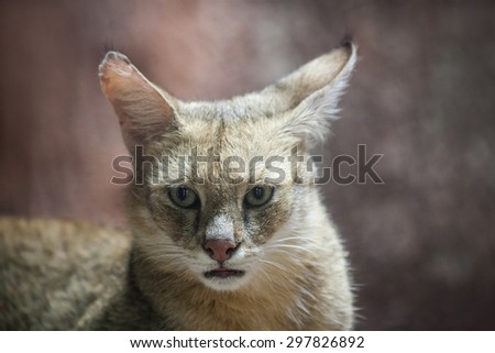 Jungle Cat (Felis chaus)