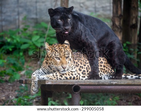 Panthera pardus and black panther with love