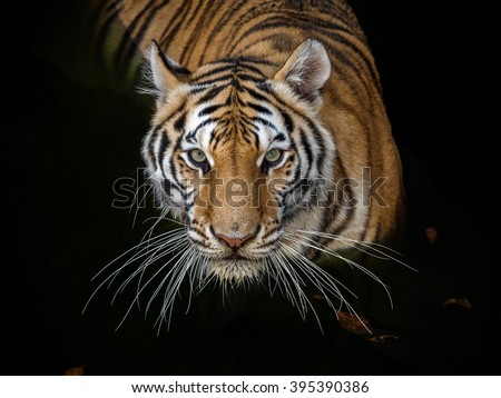 tiger action