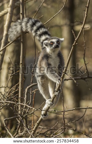 ring-tailed lemur climbing tree in Paris Zoo
