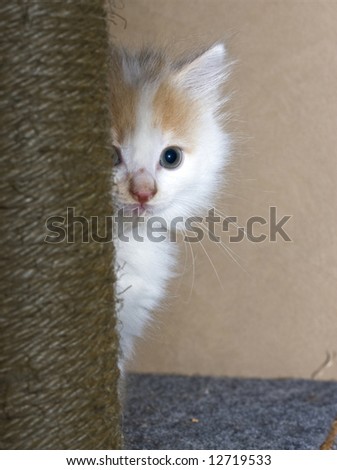Small white kitten hiding behind scratching pole