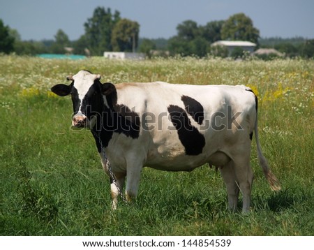 Big black-white cow on the field with the green grass and flowers