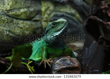 Green lizard is sitting on the stone