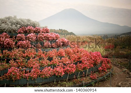 Flower decoration and Fuji mountain at Kawakuchigo lake in early autumn