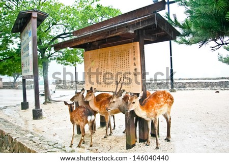 Group of deers hide the rain under the roof at Miyajima, Hiroshima, Japan