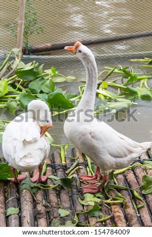 White goose in the local farm in Thailand
