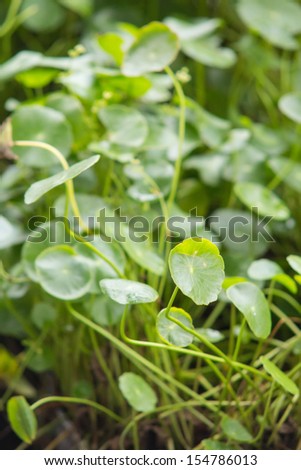 Centella asiatica, is a hydro-plant growing nearby the river use as tradditional Thai herbal tree