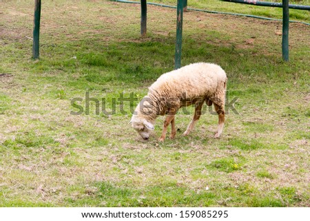 A sheep is eating grass at the local farm in Thailand