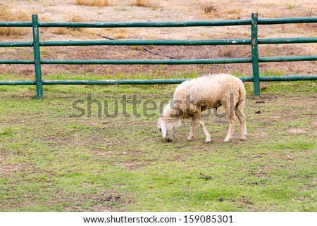 A sheep is eating grass at the local farm in Thailand