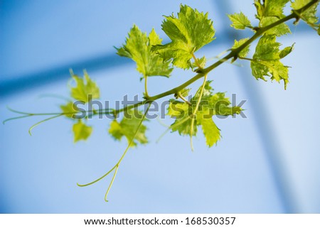 Grape leave in winery yards on blue sky background
