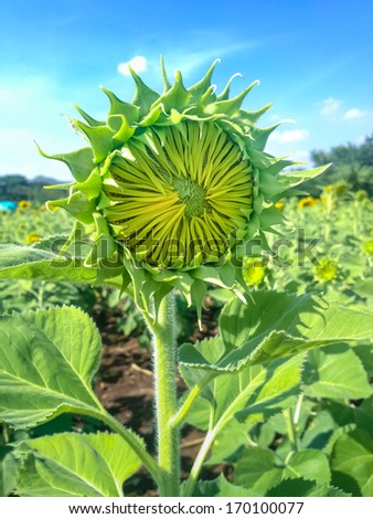 Baby sunflower in the Sun flower field at Lopburi province, Thailand