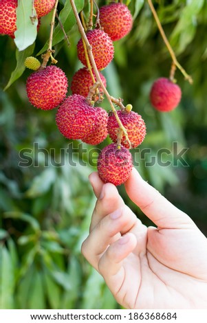 Hand picking up the ripe lychee fruit on tree in the plantation in Ampawa, Thailand