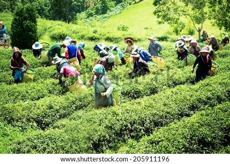 CHIANGRAI, THAILAND - JULY 12: Unidentified workers are harvesting tea leaves at Chiangrai province, Northern of Thailand on July 12,2014