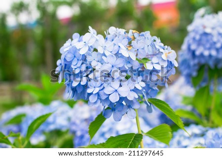 Blue Hydrangea flowers in summer of Tokyo, Japan