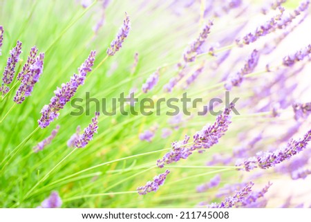 Lavender flowers blooming in summer of Tokyo, Japan