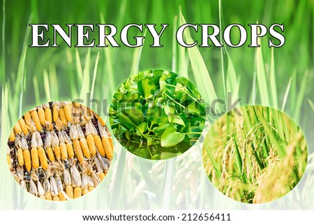 Energy crops wording for background