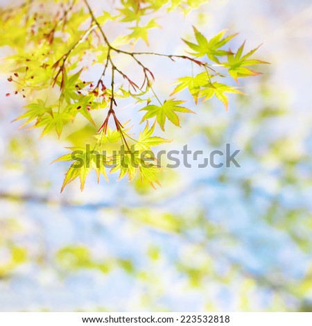 Abstract soft and blurry autumn maple background