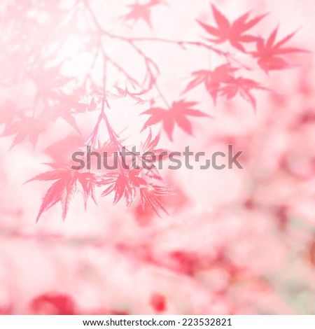 Abstract soft and blurry autumn maple background