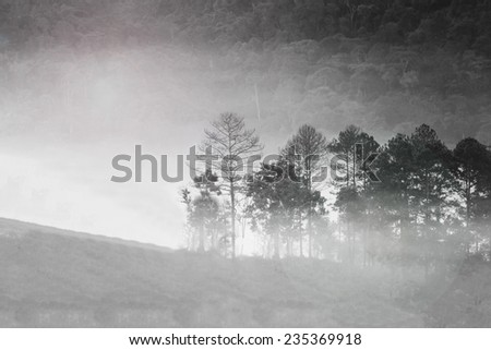 Abstract blurry and soft background of misty forest in morning
